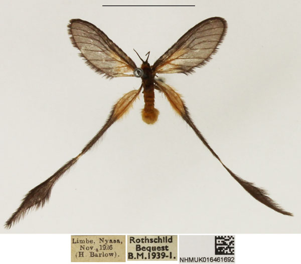 /filer/webapps/moths/media/images/P/plumigera_Doratopteryx_AF_NHMUK.jpg
