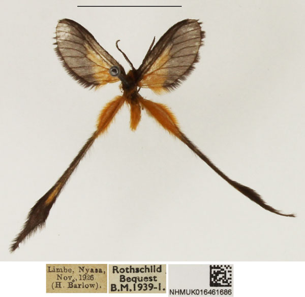 /filer/webapps/moths/media/images/P/plumigera_Doratopteryx_AM_NHMUK_01.jpg