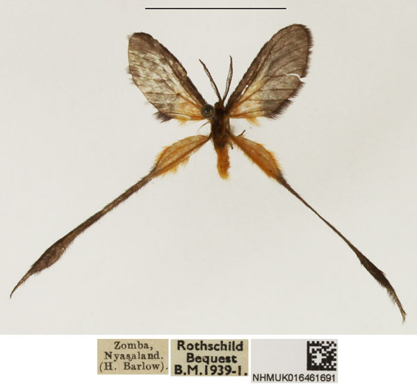 /filer/webapps/moths/media/images/P/plumigera_Doratopteryx_AM_NHMUK_02.jpg