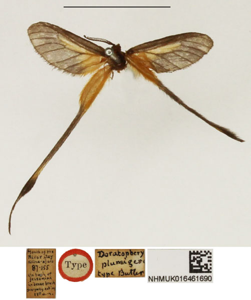 /filer/webapps/moths/media/images/P/plumigera_Doratopteryx_HT_NHMUK.jpg