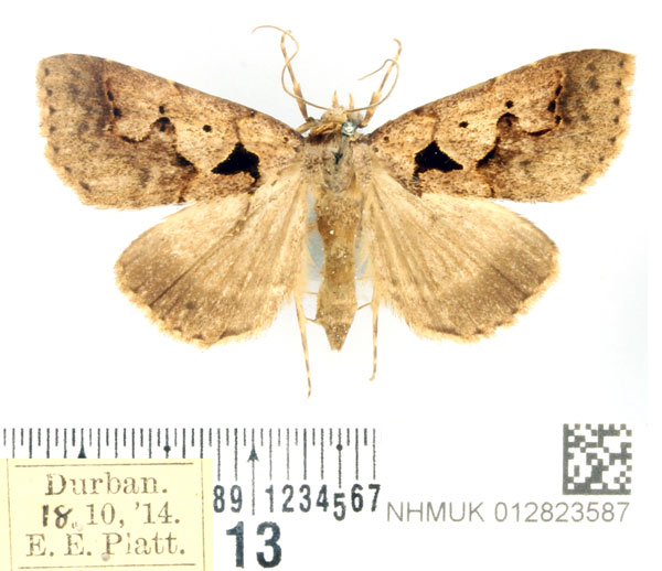 /filer/webapps/moths/media/images/P/plumipes_Anoba_AF_BMNH.jpg