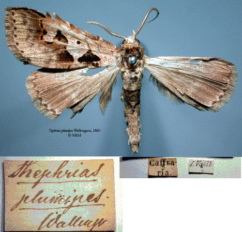 /filer/webapps/moths/media/images/P/plumipes_Tephrias_HT_SNHM.jpg