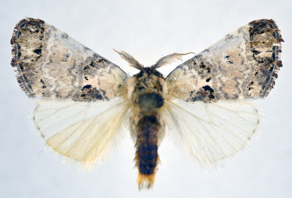 /filer/webapps/moths/media/images/P/plumitarsus_Polelassothys_AM_NHMO.jpg