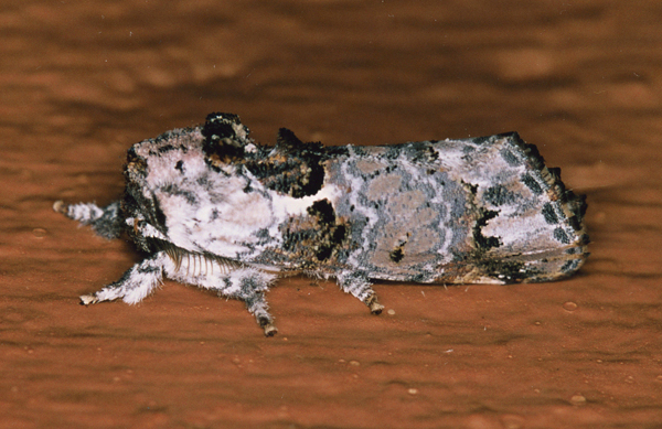 /filer/webapps/moths/media/images/P/plumitarsus_Polelassothys_A_Roland_07.jpg