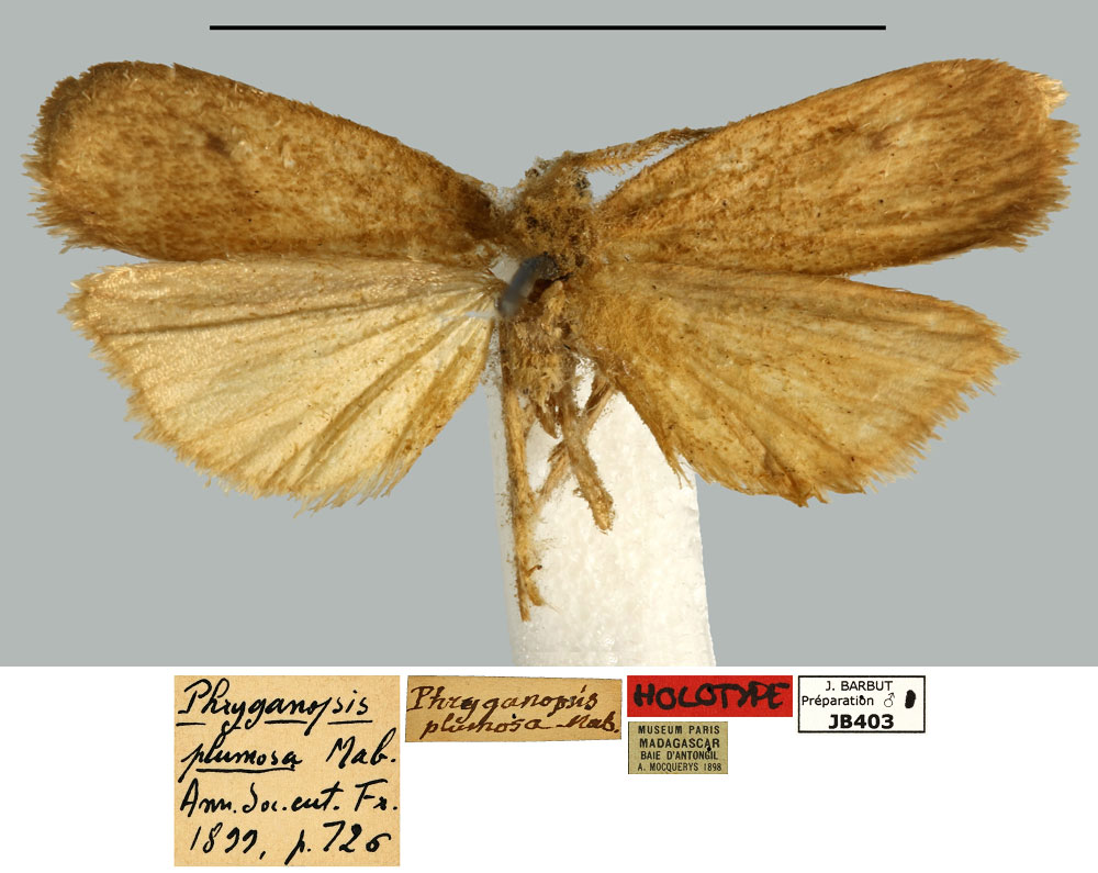 /filer/webapps/moths/media/images/P/plumosa_Phryganopsis_HT_MNHN.jpg