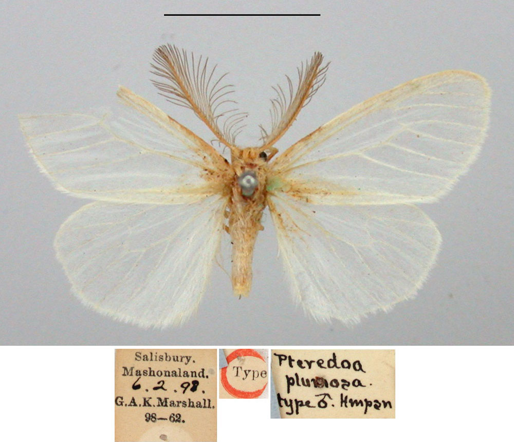 /filer/webapps/moths/media/images/P/plumosa_Pteredoa_HT_BMNH.jpg