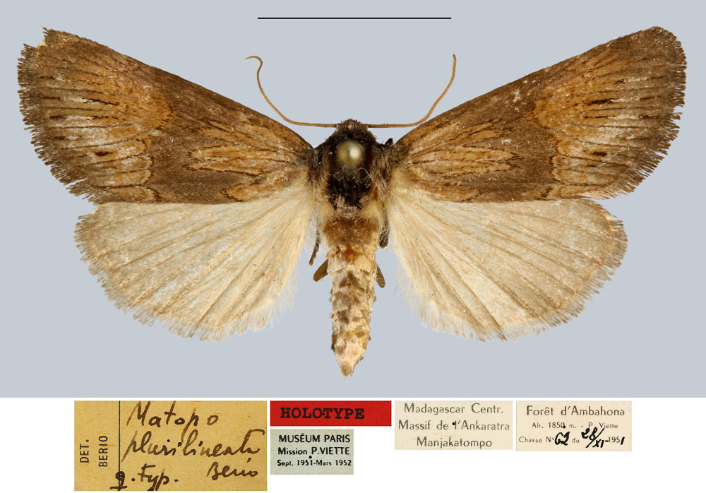 /filer/webapps/moths/media/images/P/plurilineata_Matopo_HT_MNHN.jpg