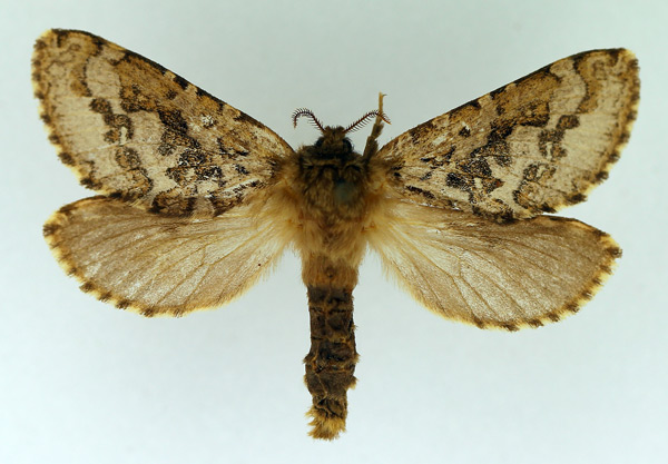 /filer/webapps/moths/media/images/P/plurimaculata_Metahepialus_AF_TMSA.jpg