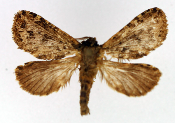 /filer/webapps/moths/media/images/P/plurimaculata_Metahepialus_AM_TMSA.jpg