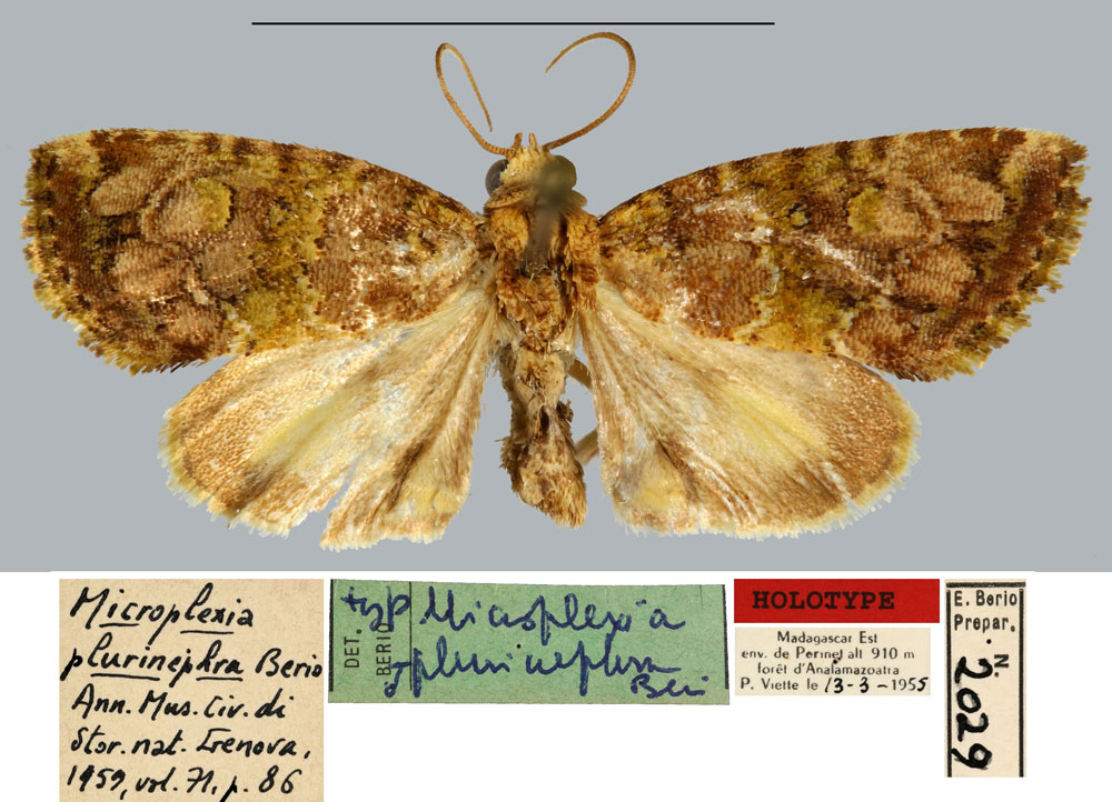/filer/webapps/moths/media/images/P/plurinephra_Microplexia_HT_MNHN.jpg