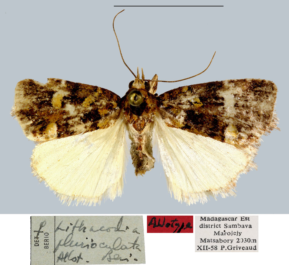 /filer/webapps/moths/media/images/P/plurioculata_Lithacodia_AT_MNHN.jpg