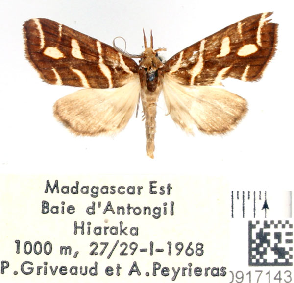 /filer/webapps/moths/media/images/P/pluriplaga_Coelophoris_AM_BMNH.jpg
