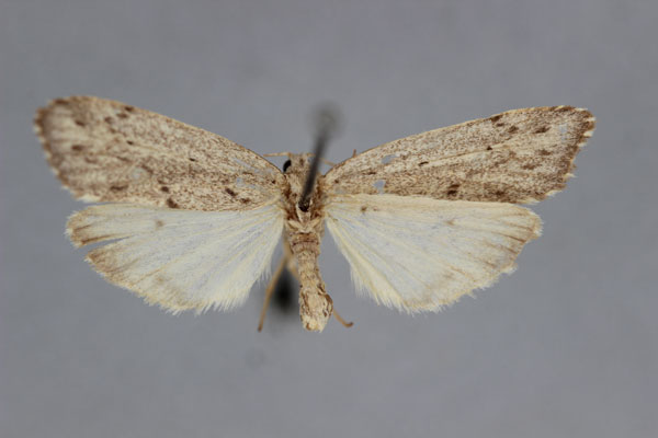 /filer/webapps/moths/media/images/P/pluripunctata_Exilisia_A_BMNH.jpg