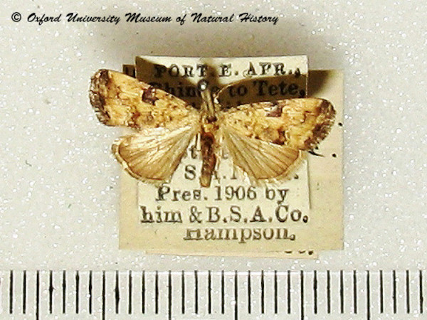 /filer/webapps/moths/media/images/P/pluristriata_Hiccoda_A_OUMNH.jpg