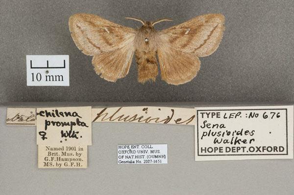 /filer/webapps/moths/media/images/P/plusioides_Sena_HT_OUMNH_01.jpg