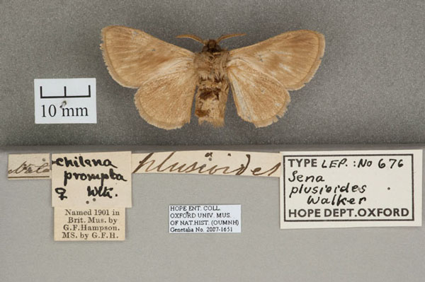 /filer/webapps/moths/media/images/P/plusioides_Sena_HT_OUMNH_02.jpg