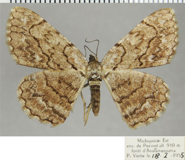 /filer/webapps/moths/media/images/P/pluto_Ectropis_AF_ZSMa.jpg