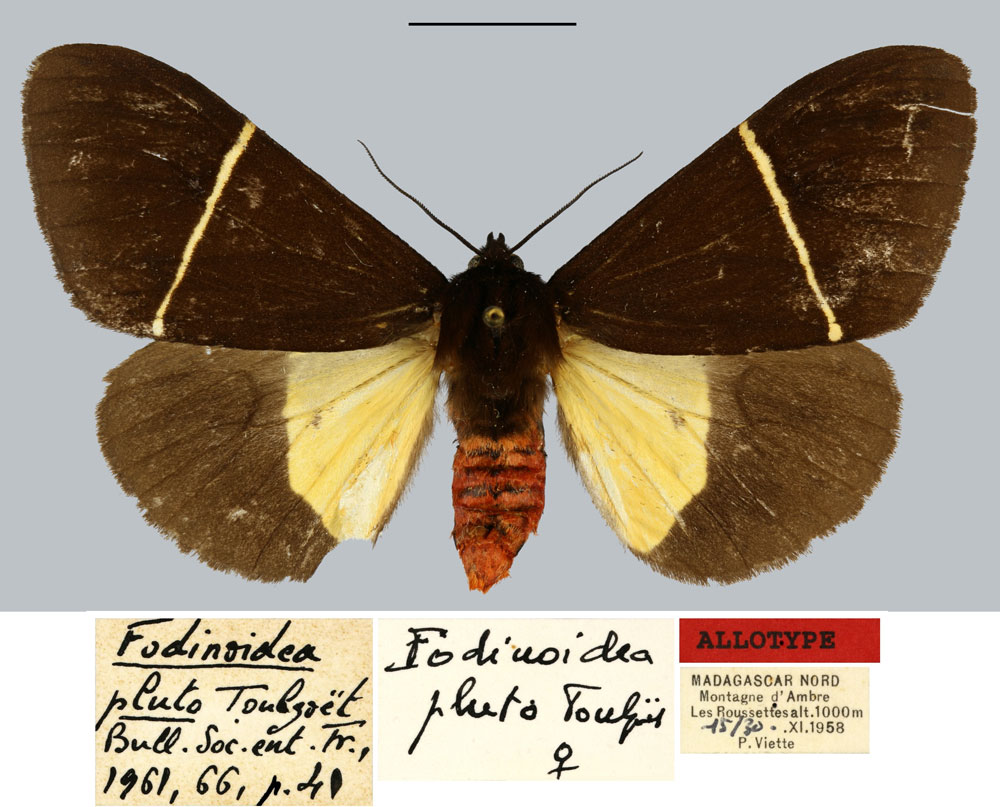 /filer/webapps/moths/media/images/P/pluto_Fodinoidea_AT_MNHN.jpg