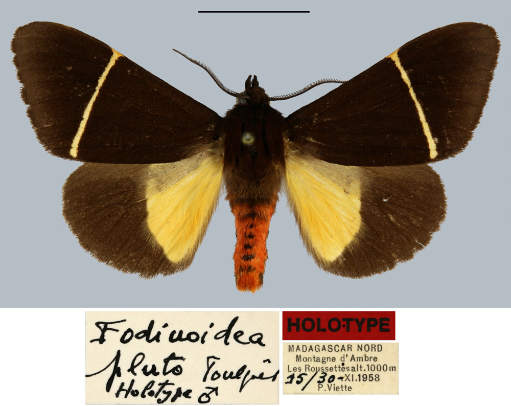 /filer/webapps/moths/media/images/P/pluto_Fodinoidea_HT_MNHN.jpg