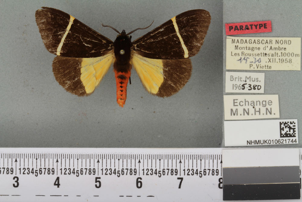 /filer/webapps/moths/media/images/P/pluto_Fodinoidea_PT_BMNHa.jpg