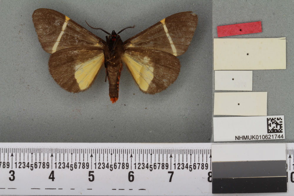 /filer/webapps/moths/media/images/P/pluto_Fodinoidea_PT_BMNHb.jpg