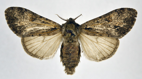 /filer/webapps/moths/media/images/P/pluto_Laelia_AF_NHMO.jpg