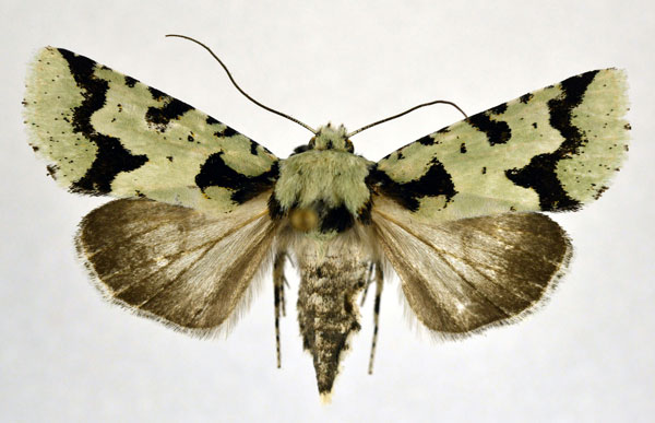 /filer/webapps/moths/media/images/P/pocsi_Homonacna_AF_NHMO.jpg