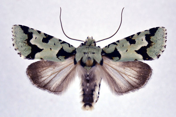 /filer/webapps/moths/media/images/P/pocsi_Homonacna_AM_NHMO.jpg