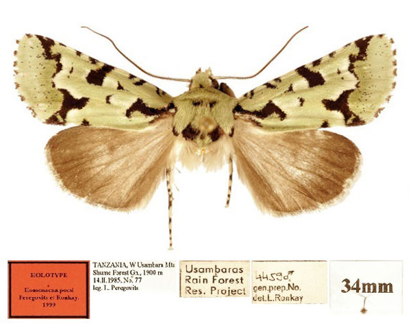 /filer/webapps/moths/media/images/P/pocsi_Homonacna_HT_HNHM.jpg
