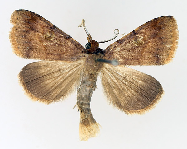 /filer/webapps/moths/media/images/P/poderis_Plecoptera_AM_TMSA_01.jpg