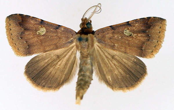 /filer/webapps/moths/media/images/P/poderis_Plecoptera_AM_TMSA_02.jpg