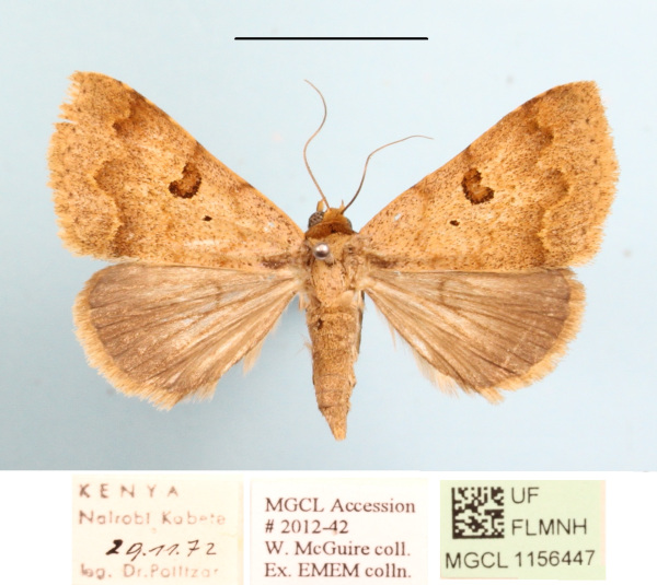 /filer/webapps/moths/media/images/P/poderis_Plecoptera_A_MGCLa_01.JPG