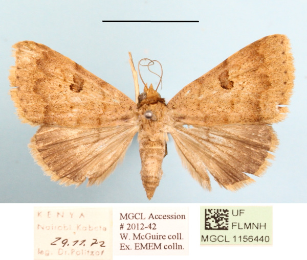 /filer/webapps/moths/media/images/P/poderis_Plecoptera_A_MGCLa_02.JPG