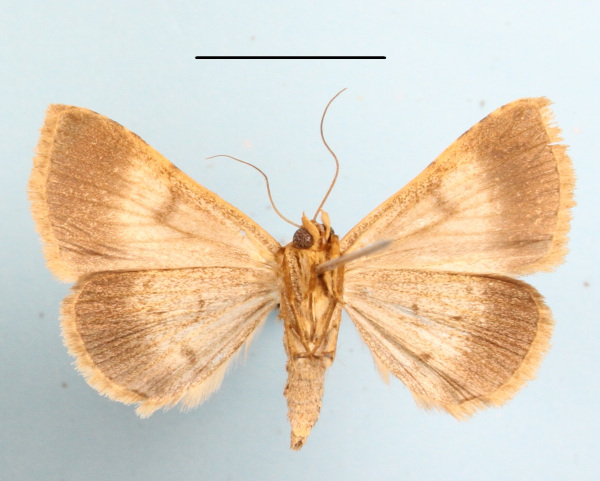 /filer/webapps/moths/media/images/P/poderis_Plecoptera_A_MGCLb_01.JPG