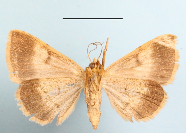 /filer/webapps/moths/media/images/P/poderis_Plecoptera_A_MGCLb_02.JPG