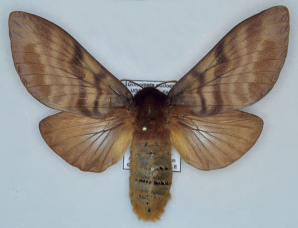 /filer/webapps/moths/media/images/P/podocarpi_Gonometa_AF_Ihle.jpg