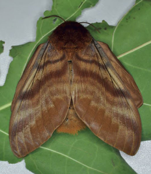 /filer/webapps/moths/media/images/P/podocarpi_Gonometa_AF_Ihle_01.jpg