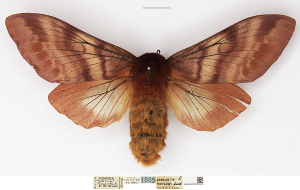 /filer/webapps/moths/media/images/P/podocarpi_Gonometa_AF_NHMUK.jpg