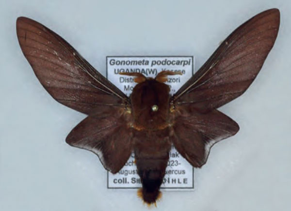 /filer/webapps/moths/media/images/P/podocarpi_Gonometa_AM_Ihle.jpg