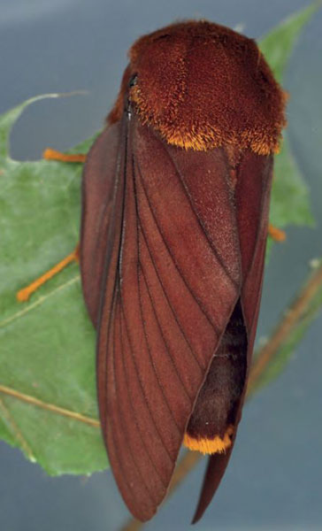 /filer/webapps/moths/media/images/P/podocarpi_Gonometa_AM_Ihle_01.jpg