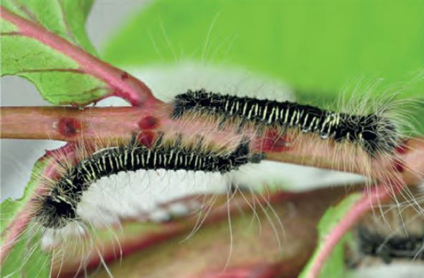 /filer/webapps/moths/media/images/P/podocarpi_Gonometa_C1_Ihle.jpg