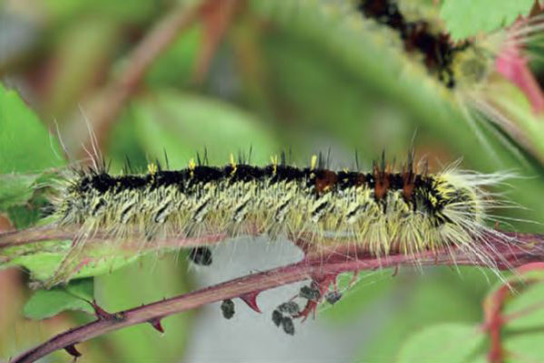 /filer/webapps/moths/media/images/P/podocarpi_Gonometa_C2_Ihle.jpg