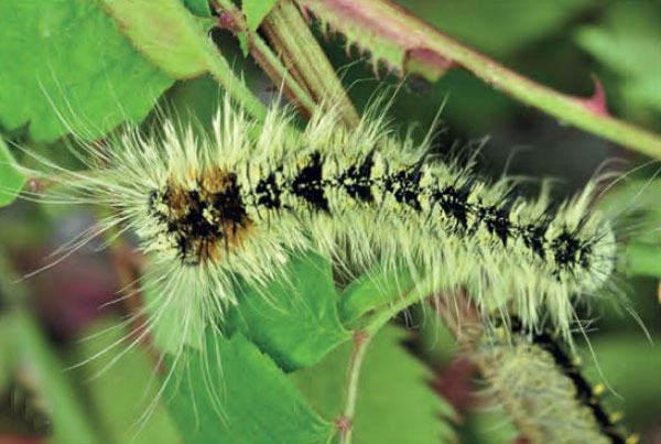 /filer/webapps/moths/media/images/P/podocarpi_Gonometa_C3_Ihle.jpg