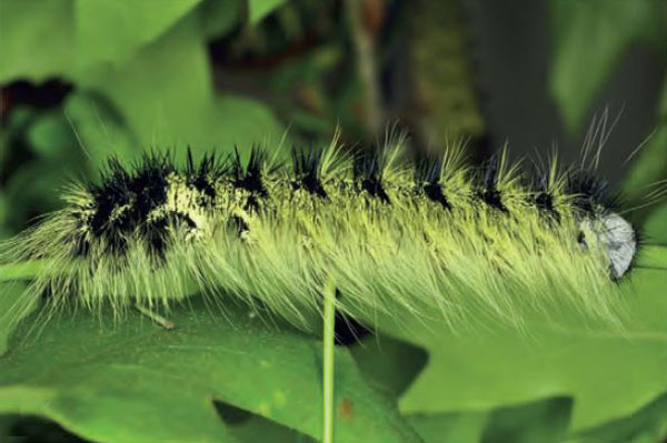 /filer/webapps/moths/media/images/P/podocarpi_Gonometa_C5_Ihle.jpg