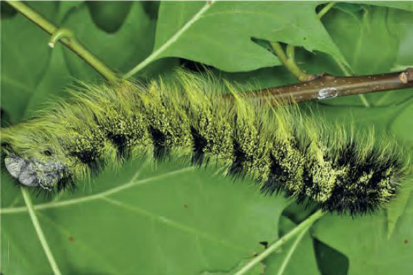 /filer/webapps/moths/media/images/P/podocarpi_Gonometa_C6_Ihle.jpg