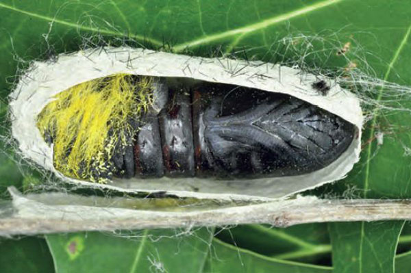 /filer/webapps/moths/media/images/P/podocarpi_Gonometa_P_Ihle.jpg