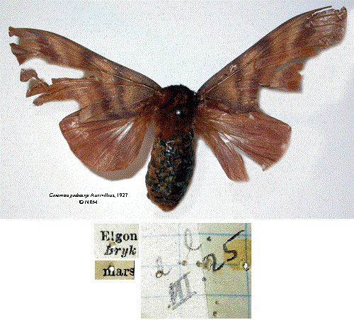/filer/webapps/moths/media/images/P/podocarpi_Gonometa_STF_SNHMa.jpg