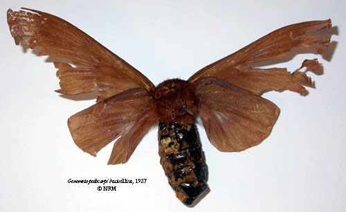 /filer/webapps/moths/media/images/P/podocarpi_Gonometa_STF_SNHMb.jpg