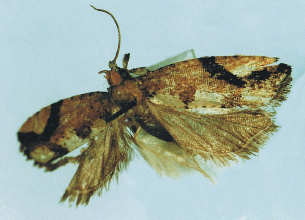 /filer/webapps/moths/media/images/P/podocarpivora_Megaherpystis_AM_MRSN.jpg