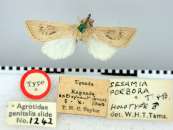 /filer/webapps/moths/media/images/P/poebora_Sesamia_HT_BMNH.jpg